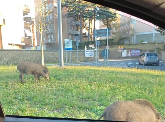 Contenimento dei cinghiali: che fine hanno fatto i “super mastelli” annunciati dalla sindaca Frontini?