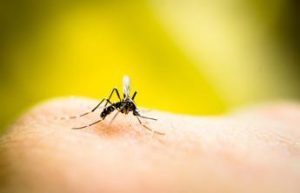 Pantaleoni (Cnr), ‘5 mosse per battere zanzare, serve conoscere il nemico’