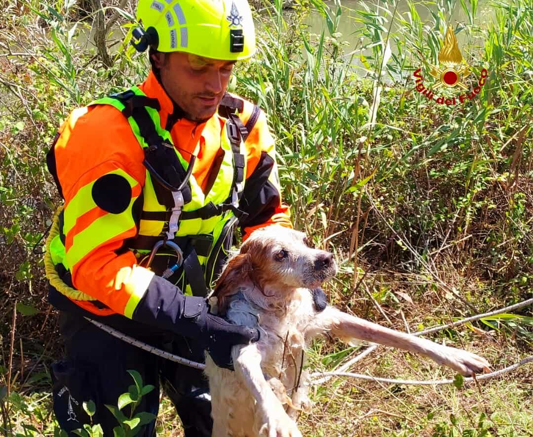 Pontinia, cane cade in un canale e rischia di annegare: salvato dai Vigili del Fuoco