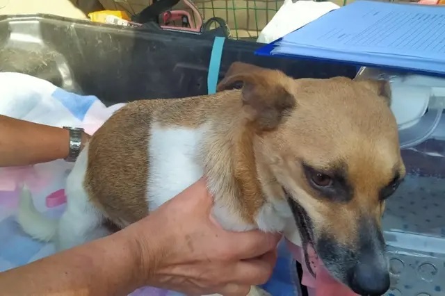 Cerveteri, abbandonati due cagnolini lungo la Settevene-Palo