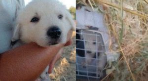 Roma – Cane chiuso in gabbia e abbandonato in strada salvato da giovane coppia