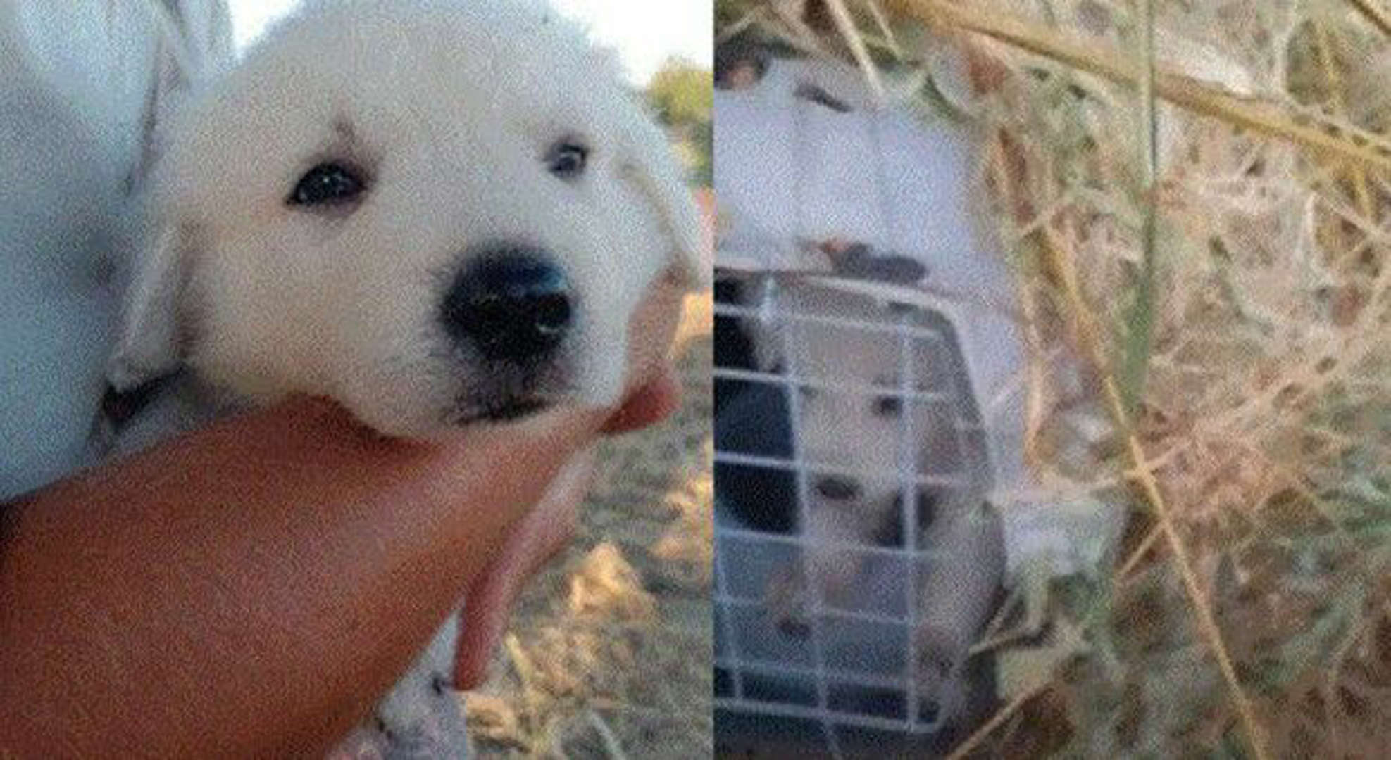 Roma – Cane chiuso in gabbia e abbandonato in strada salvato da giovane coppia