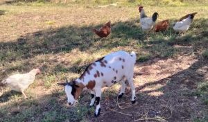 Viterbo – Dopo il furto di 13 galline ignoti “puntano” alle caprette tibetane di un’azienda agricola