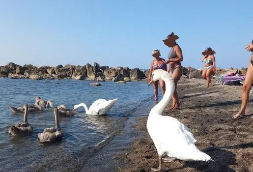 Ladispoli, baby cigno infilzato da un amo: salvato dai volontari Lipu
