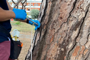 Cerveteri – Cocciniglia: partiti gli interventi di disinfestazione