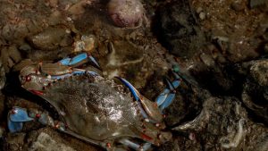 Granchio blu – Pescatori, divorati milioni di euro di prodotto