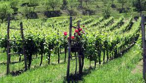 Tutti pazzi per il vino: le richieste per i nuovi vigneti superano le disponibilità previste