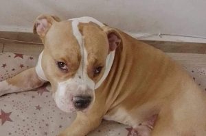 Civitavecchia, cane falciato e ucciso da un’auto mentre passeggia con i padroni: l’investitore fugge