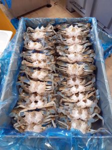 Granchio blu, da Masaf via libera a pesca ‘straordinaria’