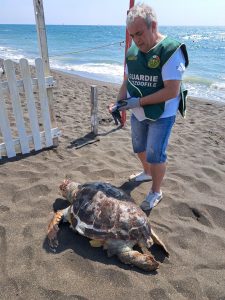 Ladispoli, ritrovata Caretta caretta morta sulla spiaggia