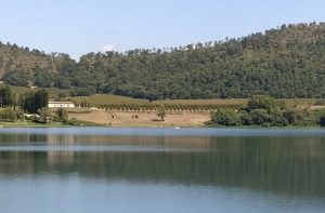 Spunta un noccioleto al lago di Martignano: preoccupa il possibile uso di pesticidi