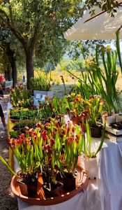 Verdi e Contenti: contenitore di bellezza e verde terapeutico al Centro Moutan