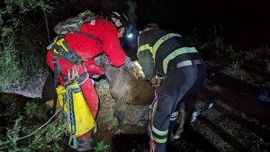 Viterbo – Vigili del fuoco salvano puledro caduto in un dirupo