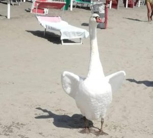 Sorpresa a Ostia: sulla spiaggia c’è un cigno