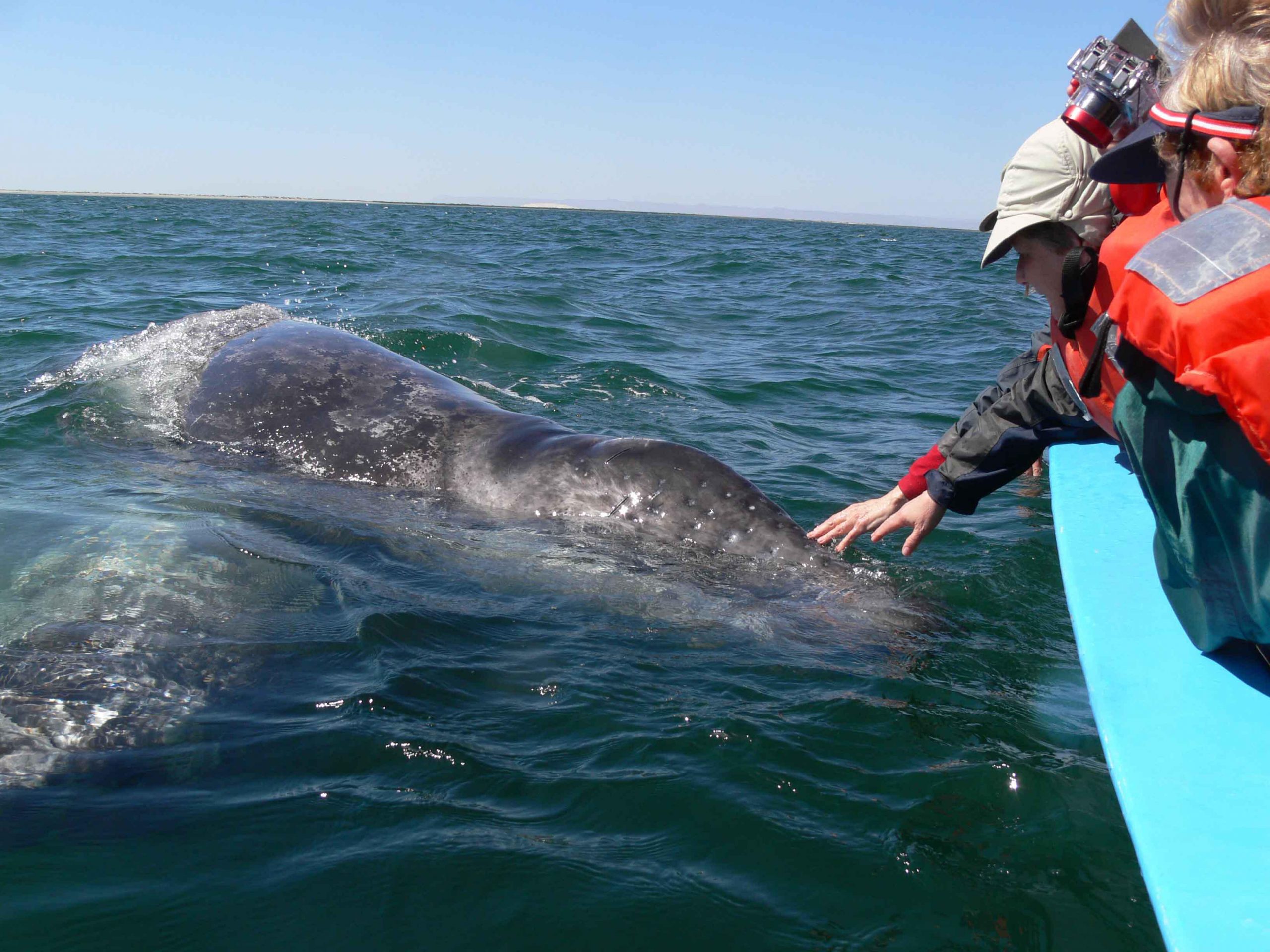 Ostia, balena trovata morta davanti al Lungomare Duca degli Abruzzi