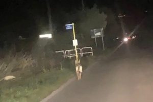 Cerveteri, torna l’allarme lupi a Valcanneto
