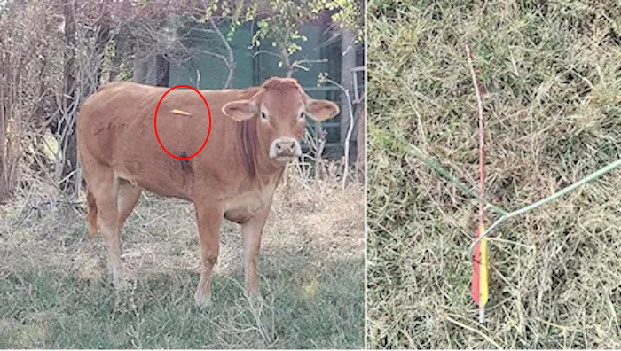 Roma –  Raid all’istituto agrario, mucche uccise a frecciate e macellate alla periferia della città