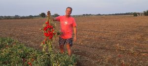 Pomodori, il produttore Levantesi di Montalto di Castro racconta la sua passione