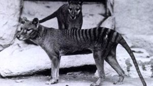 Riporteremo in vita la tigre della Tasmania estinta da quasi un secolo
