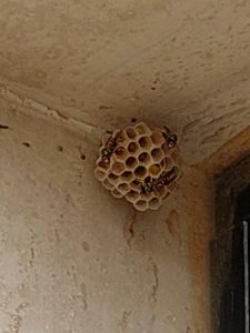 Ladispoli, nuovo nido di vespa orientalis in una scuola