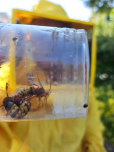 Ladispoli, le vespe fanno il nido a scuola: intervengono le guardie zoofile