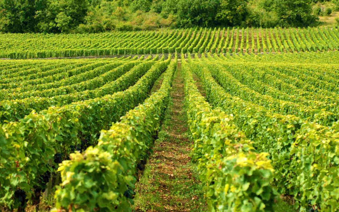 Ungulati e peste suina, a rischio le colture del Lazio