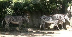 Fiocco rosa al Bioparco: nasce rarissima zebra di Grevy