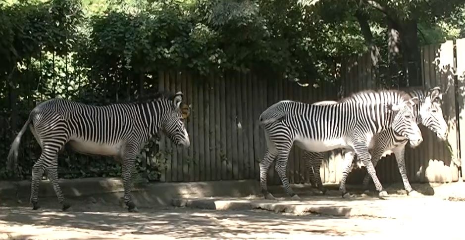 Fiocco rosa al Bioparco: nasce rarissima zebra di Grevy