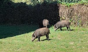 Assediata dai cinghiali: “Prigioniera in casa con una bambina piccola”