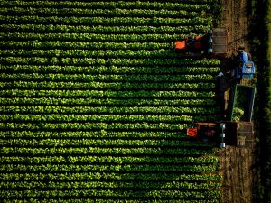 Accordo Philip Morris-Coldiretti, 500 milioni per il tabacco italiano