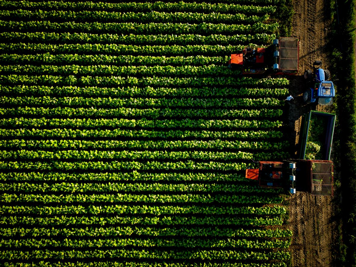 Accordo Philip Morris-Coldiretti, 500 milioni per il tabacco italiano