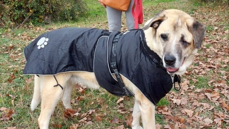 Successo per la raccolta firme anche nella Tuscia: Nika finalmente libera dal canile