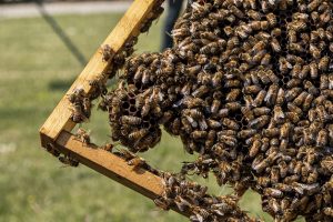 Nepi – L’etologo Andrea Lunerti trova nido con 100mila api