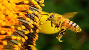 Nasce la Consulta Apistica a supporto dei 5000 apicoltori del Lazio
