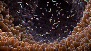 Il microbiota intestinale potenzia l’immunoterapia