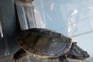 Sconcerto a Ladispoli, trovata tartaruga azzannatrice a Torre Flavia