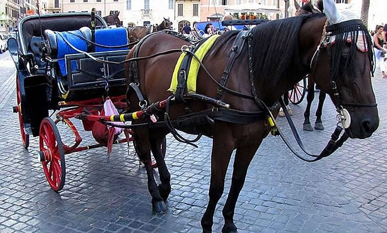 Cammina a Piazza di Spagna e viene morsa dal cavallo di una botticella