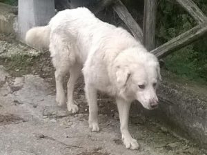 Viterbo – Azzannato dal suo cane, un 50enne finisce in ospedale con il naso staccato