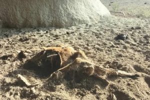 Nuovo allarme lupi a Cerveteri: trovate carcasse di vitelli a Castel Giuliano