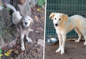 Blera – Cucciolo di cane tra sporcizia e senza cibo salvato dall’Oipa