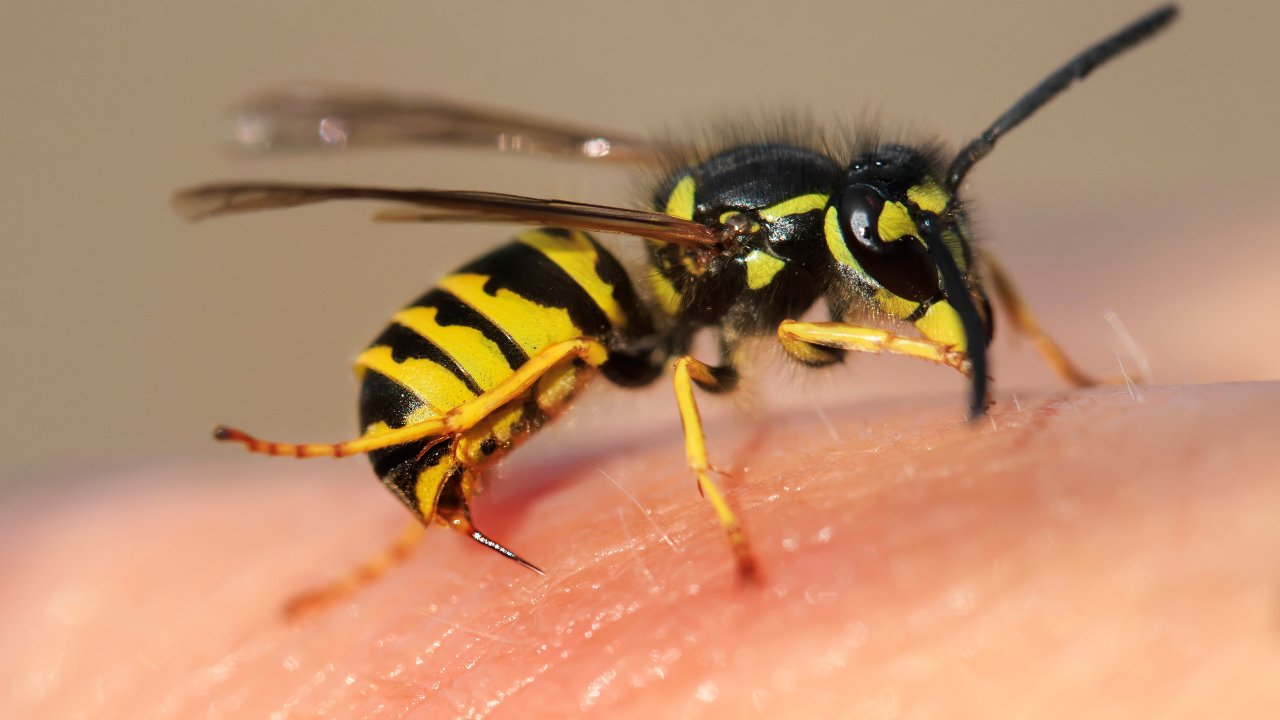 Bassano Romano – Coppia di anziani, punta da calabroni, finisce al pronto soccorso