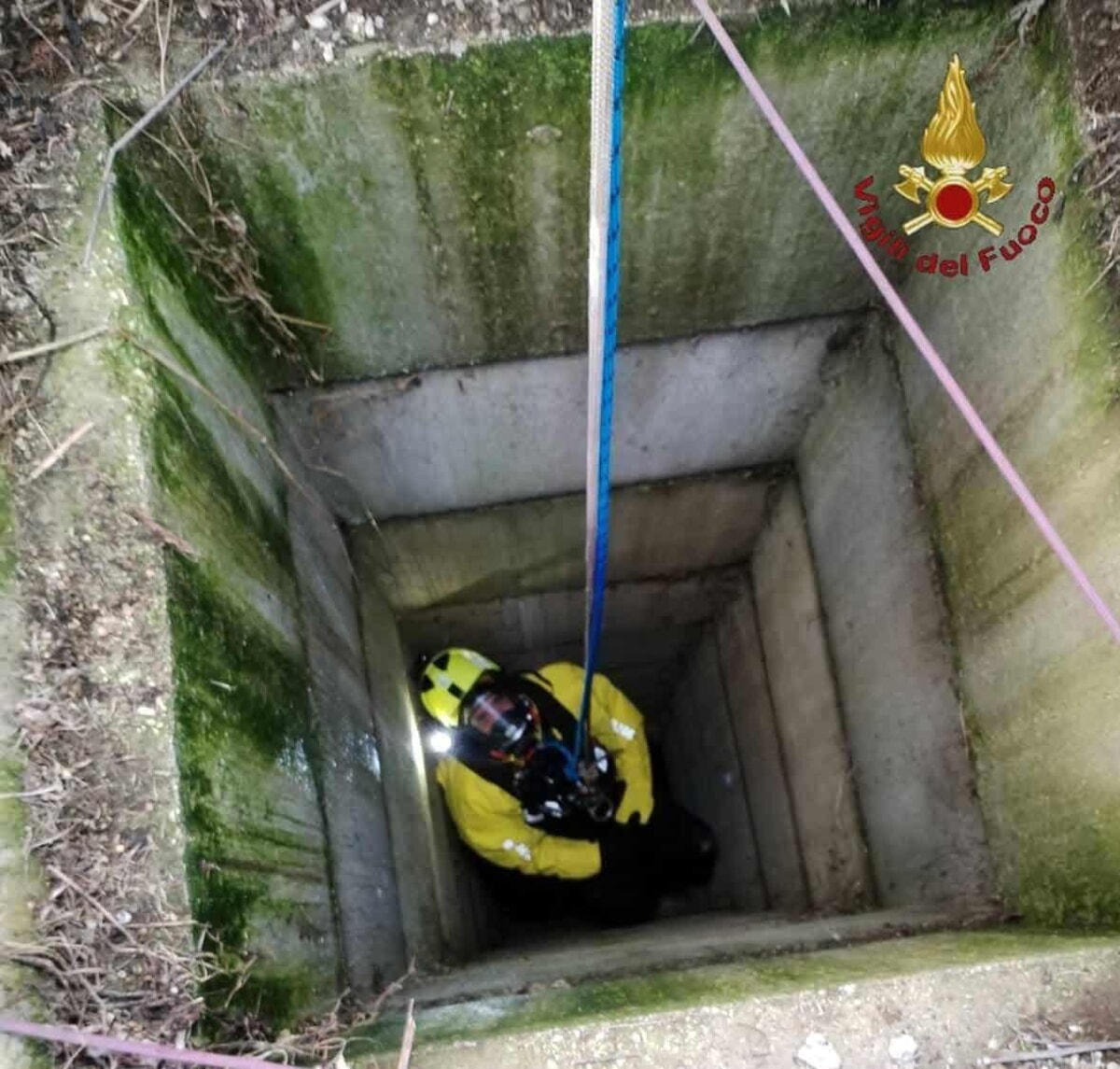 Cane corso di 70 chili cade in un pozzo profondo dieci metri, salvato dai Vigili del Fuoco