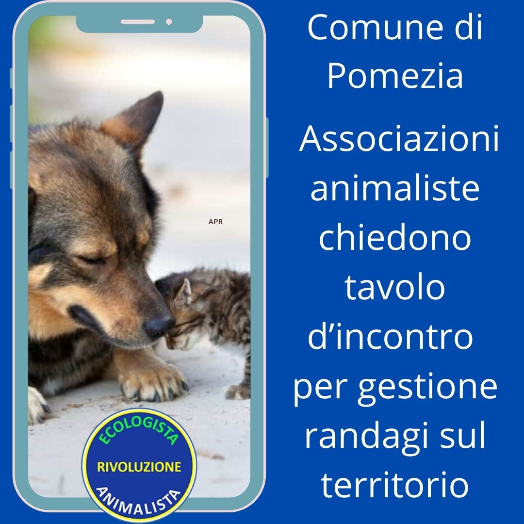 Gestione randagi: a Pomezia è scontro tra Comune e associazione animaliste