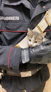 Civitavecchia, gattina resta incastrata nel motore di un’auto: la salvano Carabinieri e Vigili del Fuoco