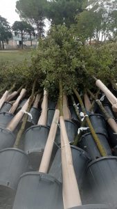 Tarquinia aderisce a “Progetto Ossigeno”: il Comune piantumerà 1.200 alberi