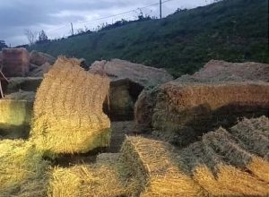 Frosinone – Camion si ribalta in A1, strada invasa da balle di fieno