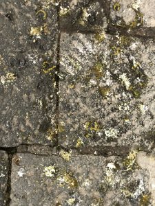 Acquapendente – Guano in centro. “Pericoloso per la salute”, la denuncia del consigliere Brenci