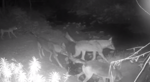 Emergenza lupi a Santa Marinella, Tidei scrive a Rocca: “Più fondi per i risarcimenti agli allevatori”