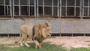 Arriva il circo a Viterbo e il consigliere al benessere animale Francesco Buzzi “mette le mani avanti”