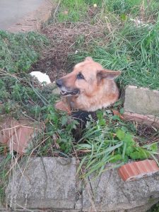 Vignanello: cade cane in una buca, due militari lo traggono in salvo